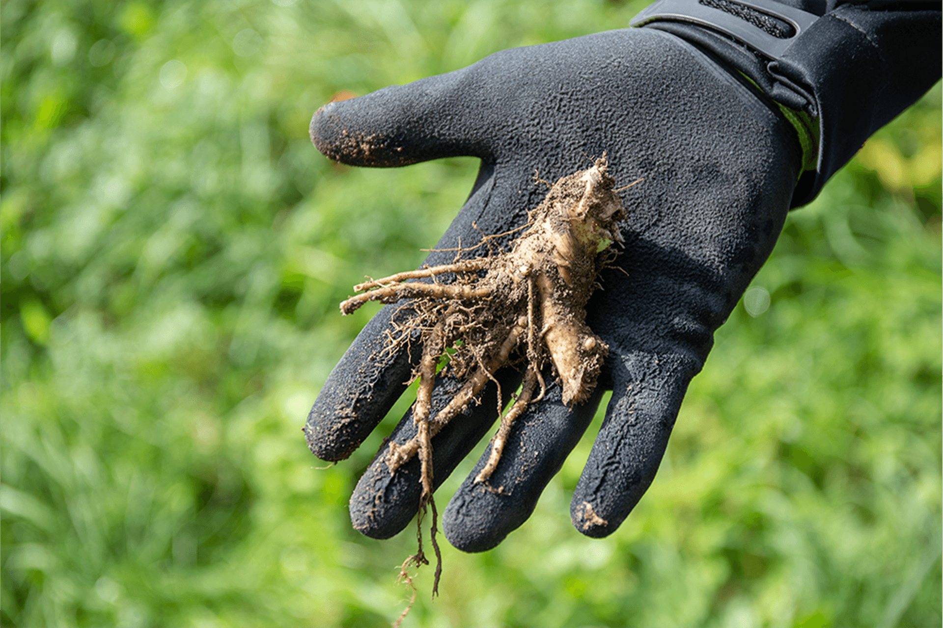 Hogweed, removed at the roots with our hogweed auger