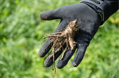 Hogweed, removed at the roots with our hogweed auger