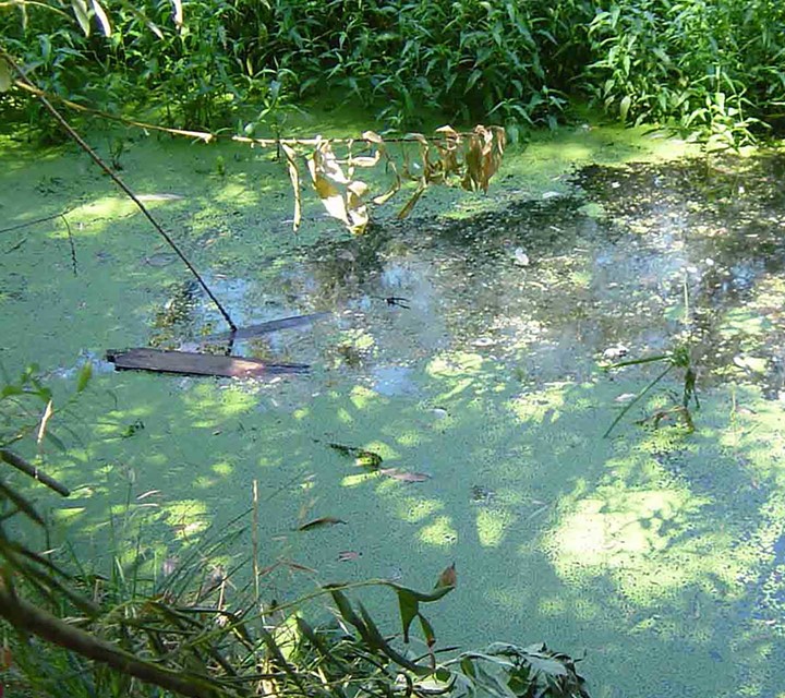 Integrated Nutrient Pollution Control Project Roemenië