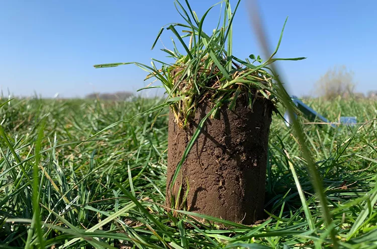 Grass plot sample