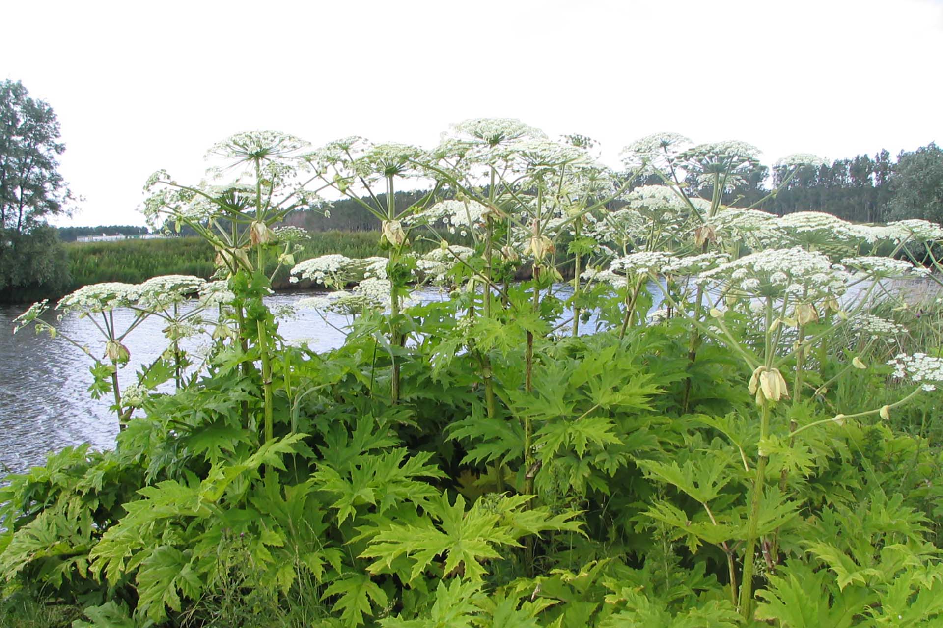 Royal Eijkelkamp Giant Hogweed Auger