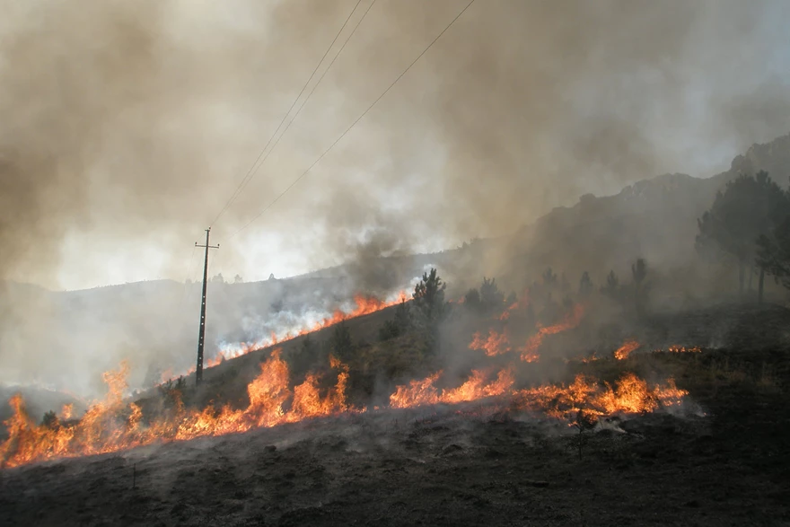 Forest fire
