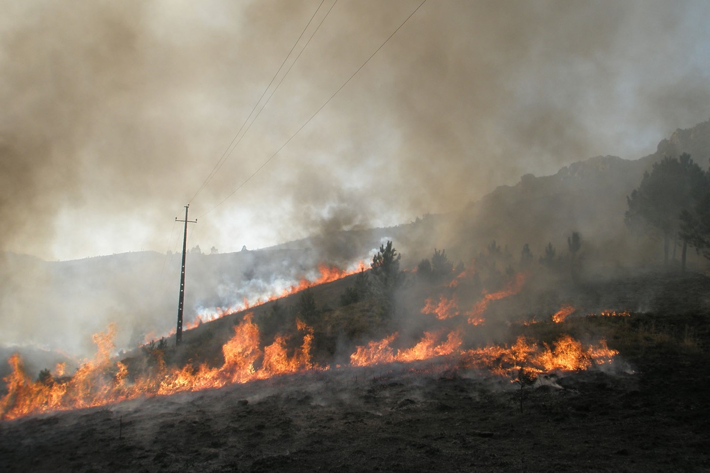 Forest fire