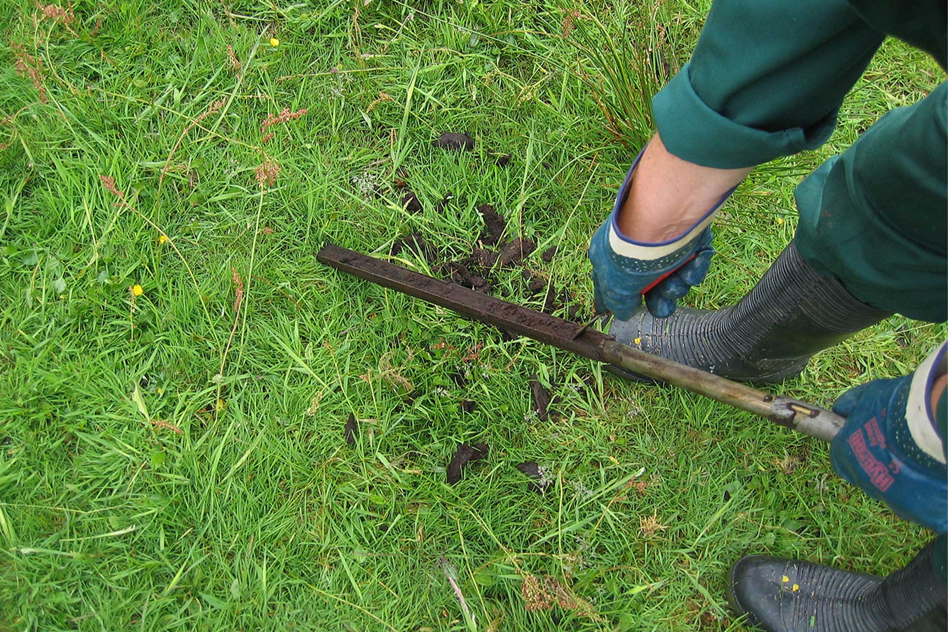 Gouge auger with soil sample