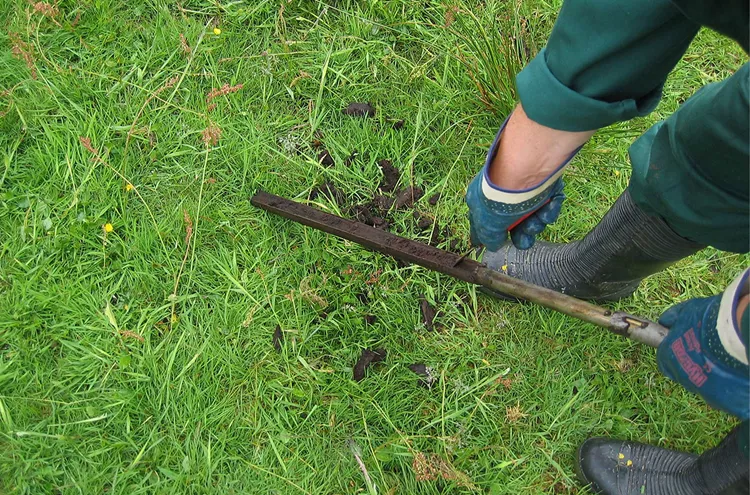 Gouge auger with soil sample